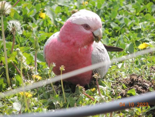 Bird Bennetook Farm